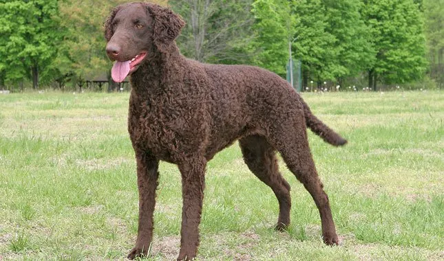 Curly Coated Retriever
